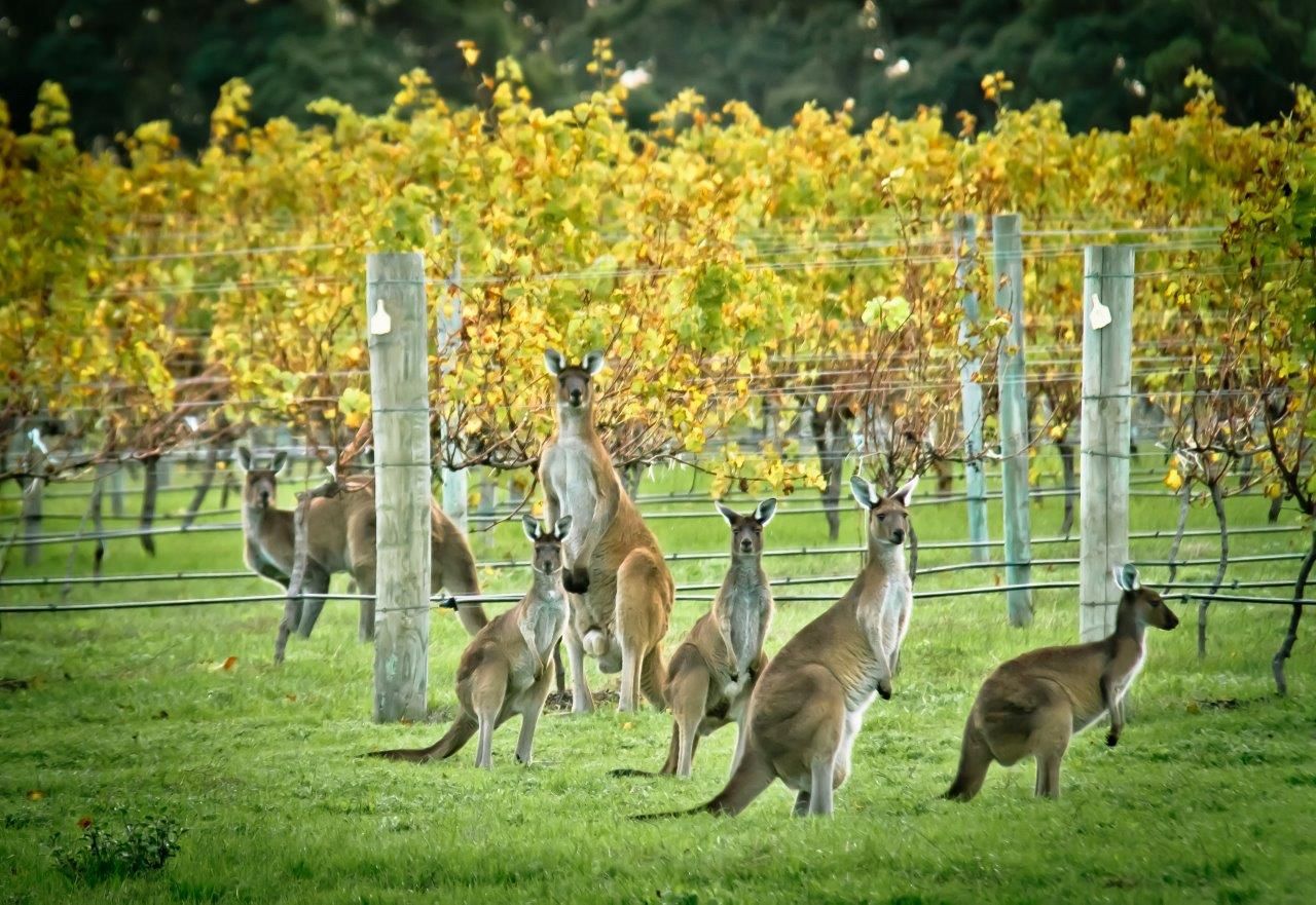 Australian Wines | Wine Spectrum