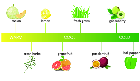 Range of Sauvignon Blanc flavor notes, dependent on climate.